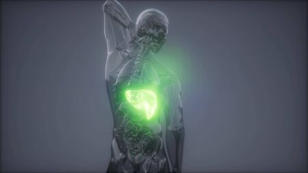 science anatomy scan of human liver glowingの写真素材