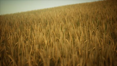 Ripe yellow rye field under beautiful summer sunset sky with clouds