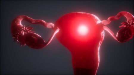 Female Reproductive System Anatomy animation