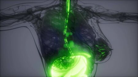 3d illustration of human digestive system parts and functionsの写真素材