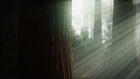 Morning with Fog in Sequoia National Park
