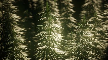 Thickets of marijuana plant on the fieldの写真素材