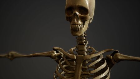 bones of the Human skeleton