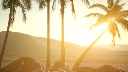 palms in desert at sunsetの写真素材