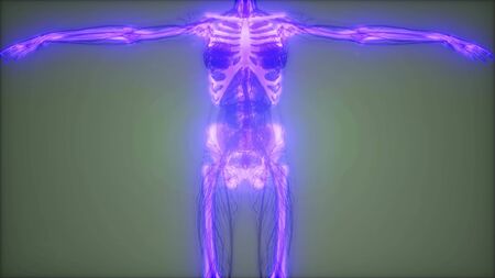 medical science footage of human skeleton bones