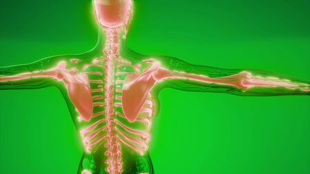 medical science illustration of human skeleton bonesの写真素材