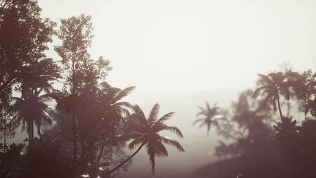 Tropical Palm Rainforest in Fogの写真素材