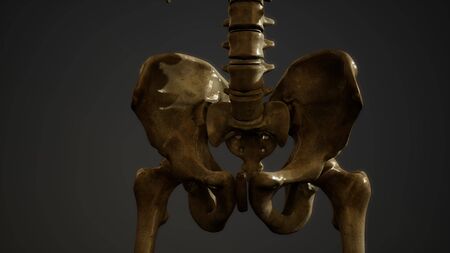 bones of the Human skeletonの写真素材