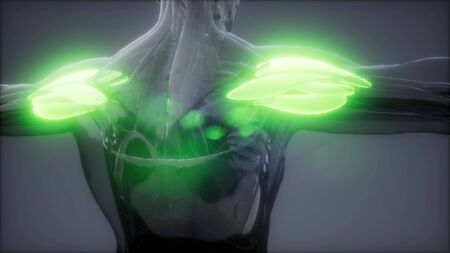 deltoid - Visible muscle anatomy mapの写真素材