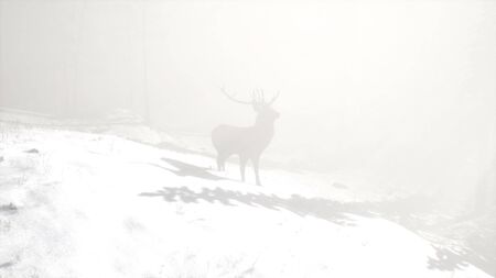 proud noble deer male in winter snow forest in mountainsの写真素材