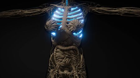 science anatomy scan of human lungs glowing