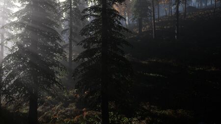 Calm moody forest in misty fog in the morning
