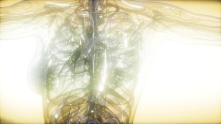 X-Ray image of human body for a medical diagnosisの写真素材