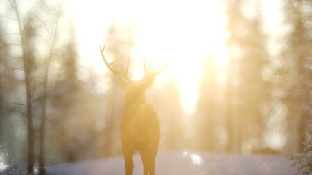 proud noble deer male in winter snow forest in mountainsの写真素材
