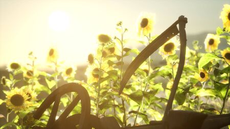 old vintage style scythe and sunflower fieldの写真素材
