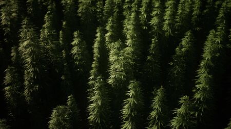 Thickets of marijuana plant on the fieldの写真素材