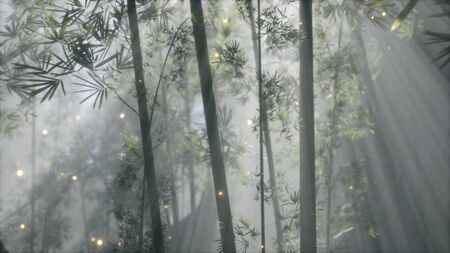 asian bamboo forest with morning fog weatherの写真素材