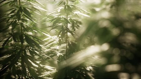 Thickets of marijuana plant on the fieldの写真素材