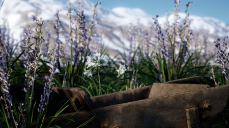 Lavender field with blue sky and mountain cover with snowの写真素材