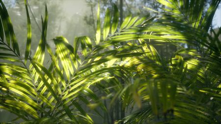 bright light shining through the humid misty fog and jungle leaves, lush green tropical forest