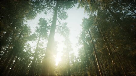 Redwood Forest Foggy Sunset Sceneryの写真素材