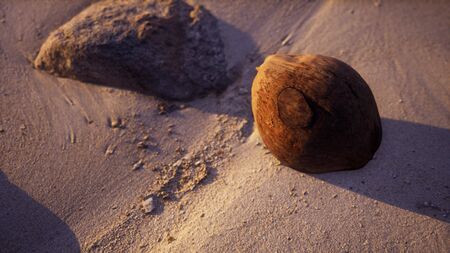 brown coconut on the beach sandの写真素材