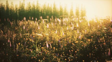 wild field flowers at summer sunsetの写真素材