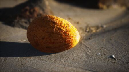 Desert melon on the sand beachの写真素材