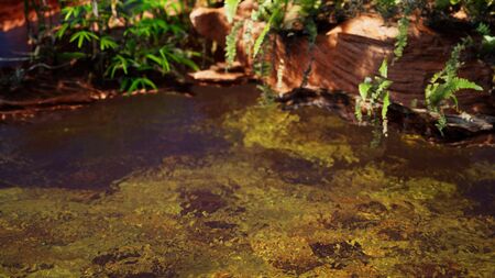 tropical golden pond with rocks and green plantsの写真素材