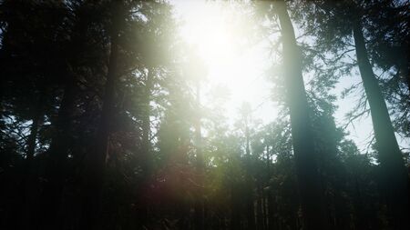 Giant Sequoia Trees at summertime in Sequoia National Park, Californiaの写真素材