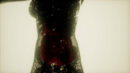 Contrast MRI of the human body organsの写真素材