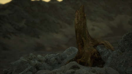 Dead pine tree at granite rock at sunsetの写真素材