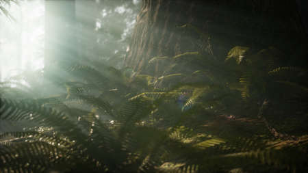 Morning with Fog in Sequoia National Parkの写真素材