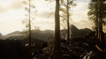 trees in fog in mountainsの写真素材