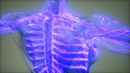 science anatomy scan of human blood vesselsの写真素材