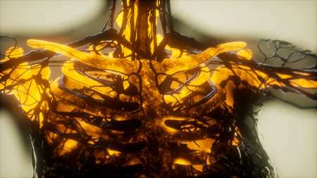 human skeleton bones scan glowing