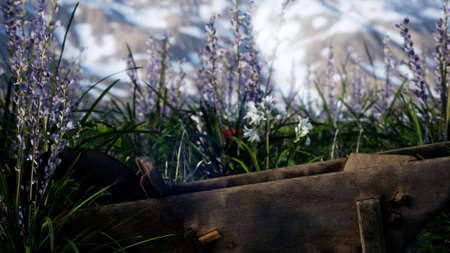 Lavender field with blue sky and mountain cover with snowの写真素材