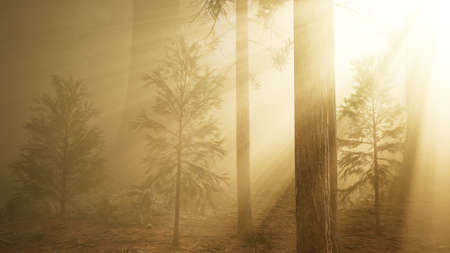 autumn forest and trees in morning fogの写真素材