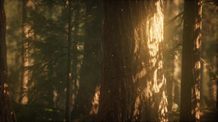 Wild pine forest. Moving between trees in beautiful sunny morning just after sunrise.の写真素材