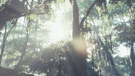 Misty jungle rainforest in fogの写真素材