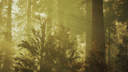 Loop Giant Sequoia Trees at summertime in Sequoia National Park, California