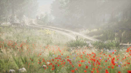 Sunbeams entering coniferous stand on a misty summer morning
