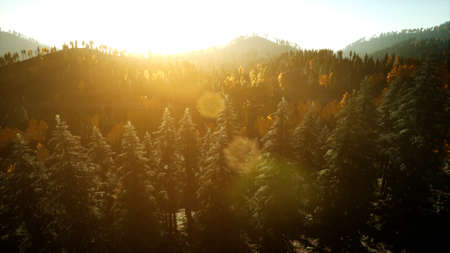 Aerial Drone View Flight over pine tree forest in Mountain at sunset