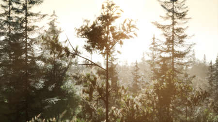 misty nordic forest in early morning with fog