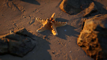 Starfish on sandy beach at sunset