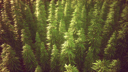 Field of green medial cannabis
