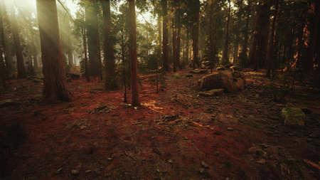 Loop Giant Sequoia Trees at summertime in Sequoia National Park, California