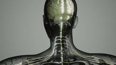 brain and nervous system of human