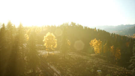 Aerial view of the beautiful autumn forest at sunset with green pine treesの写真素材