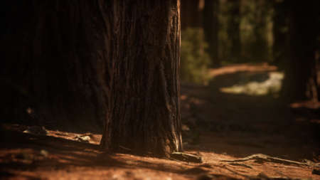 Early morning sunlight in the Sequoias of Mariposa Grove, Yosemite National Park, California, USAの写真素材